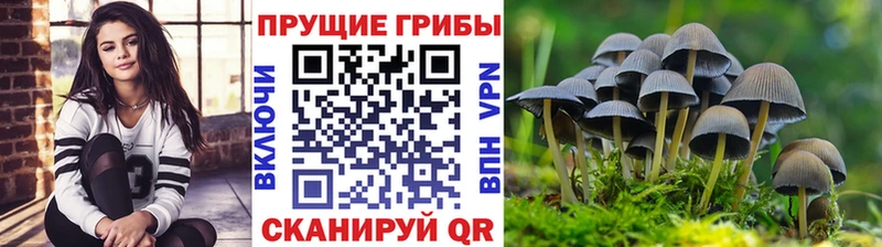 сколько стоит  Нововоронеж  Псилоцибиновые грибы прущие грибы 